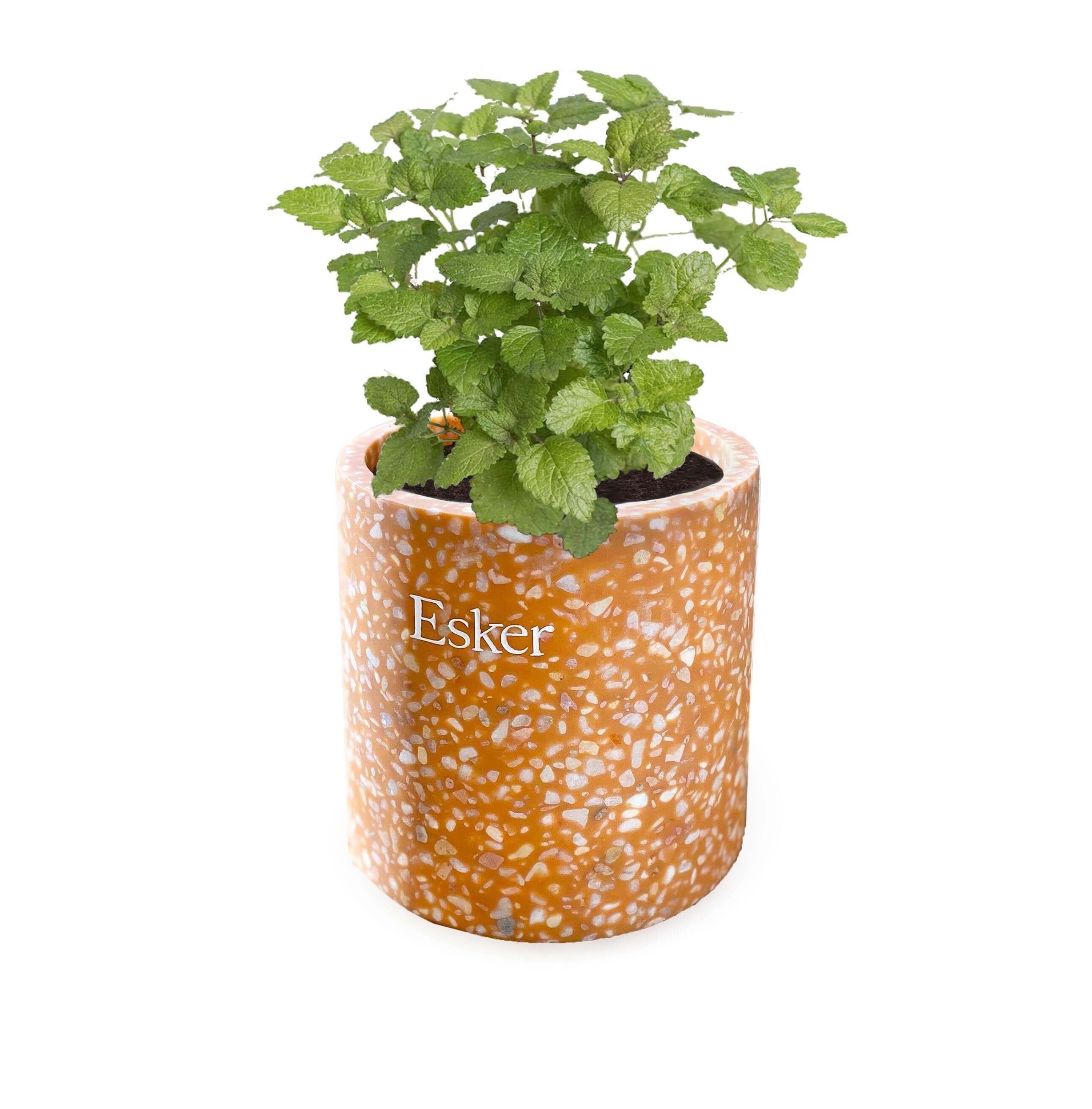 Bloom After Burn Candle