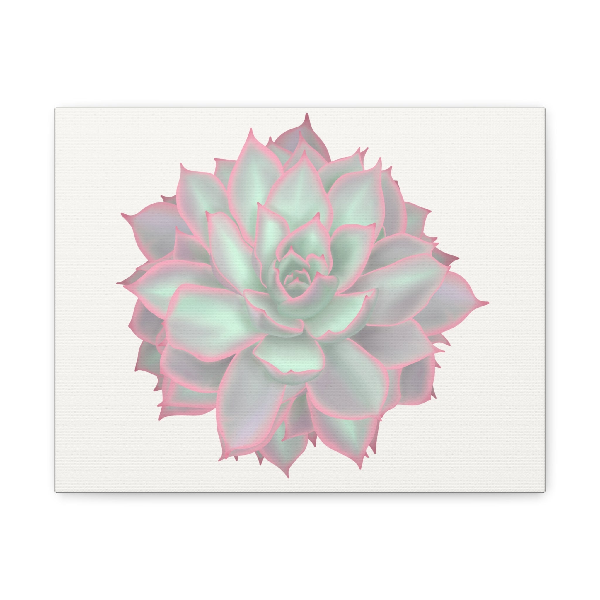 Echeveria Violet Queen Succulent Canvas Print – Botanical Wall Art
