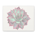 Succulent plant with pink and green colors on a white background