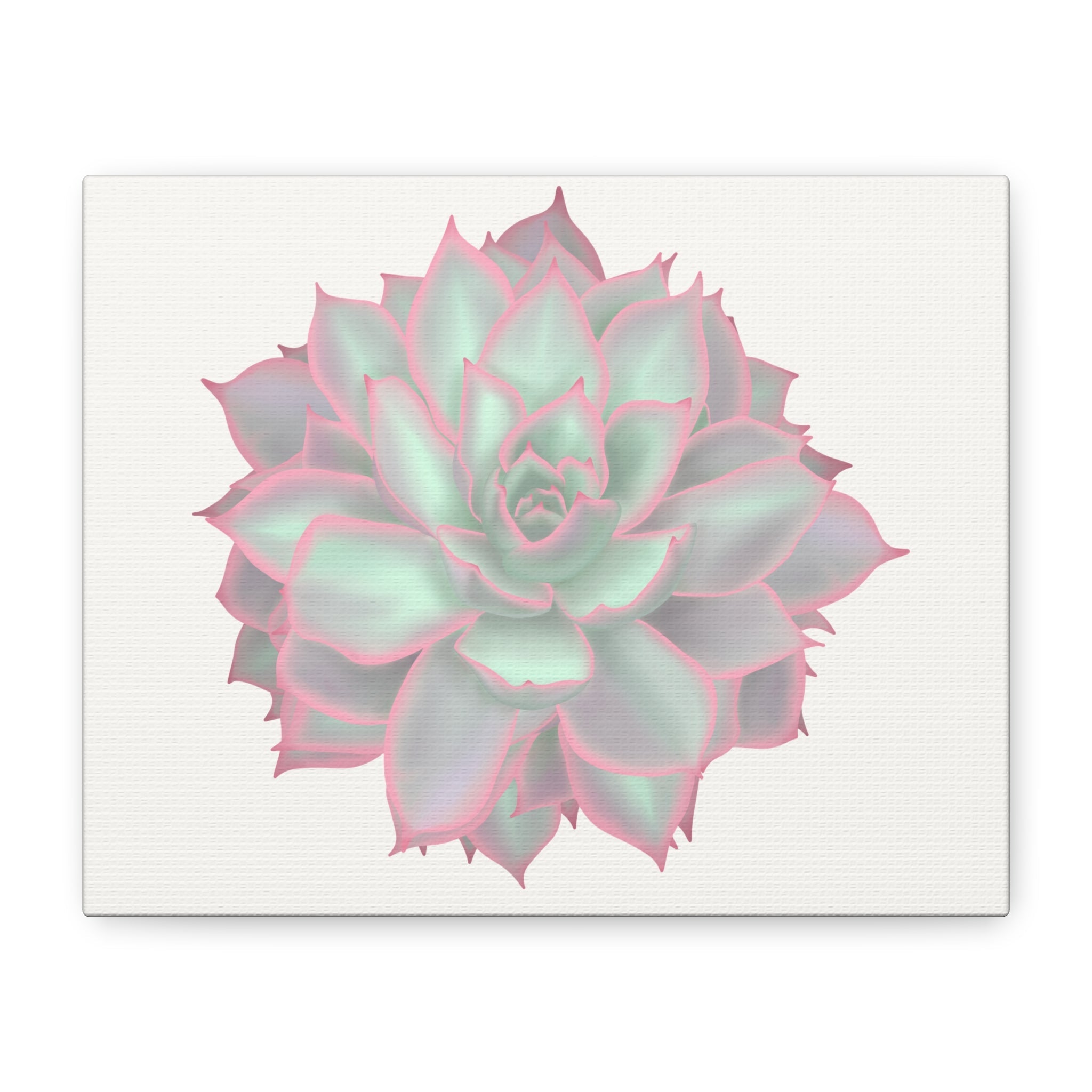 Succulent plant with pink and green colors on a white background
