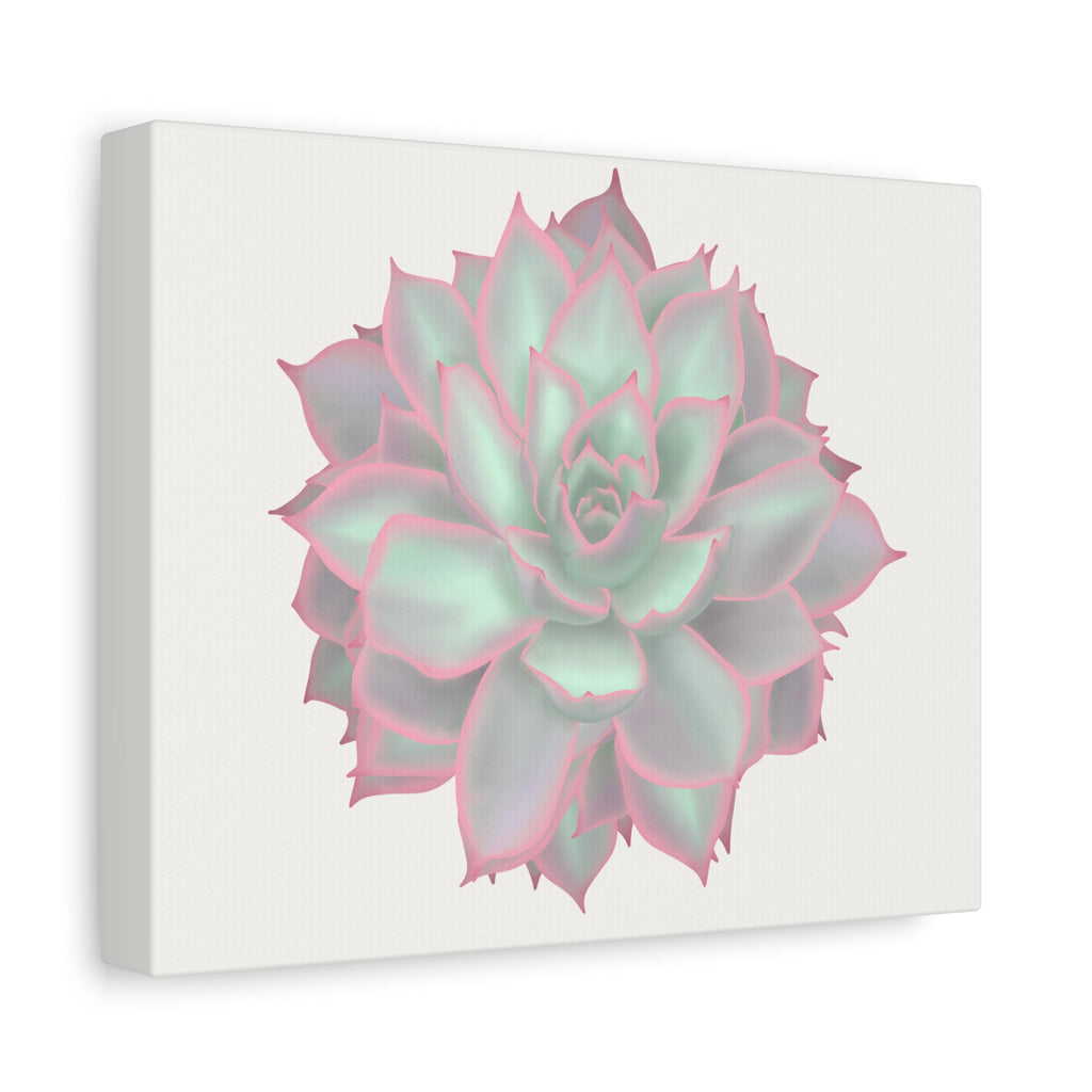 Echeveria Violet Queen Succulent Canvas Print – Botanical Wall Art